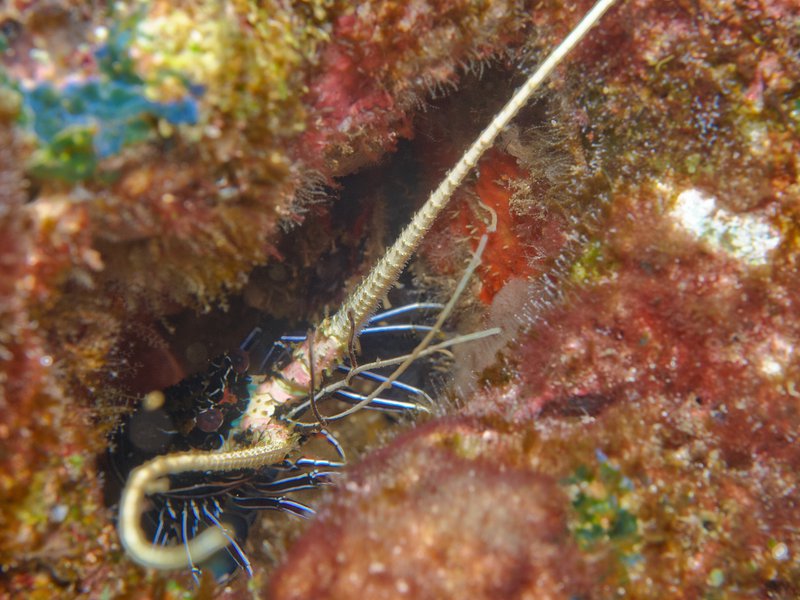 Lobster, Arus Balee